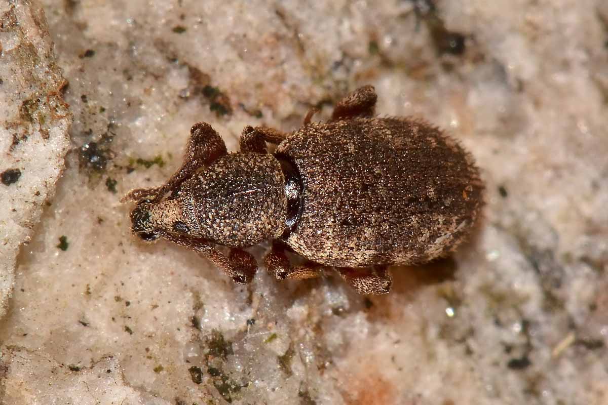 Otiorhynchus cf. singularis - Curculionidae